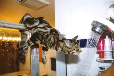 Gatti (61)